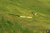 DSC_7150.JPG